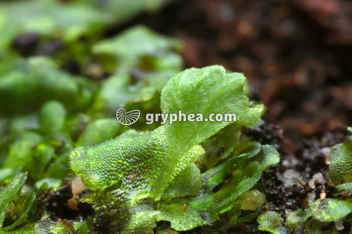 Prothalle avec embryon - gryphea.com